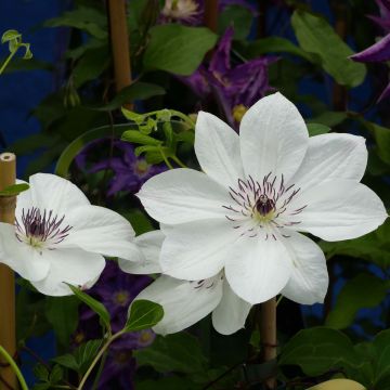 Clematis White Pearl - Grootbloemige bosrank