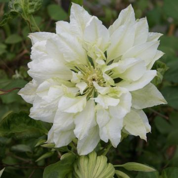 Clematis patens Yukiokoshi - Bosrank