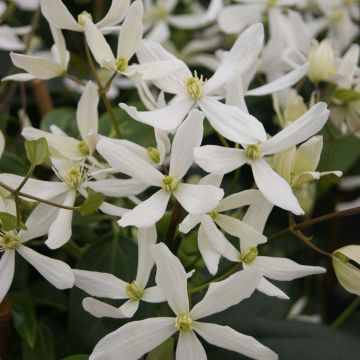 Clematis armandii Snowdrift - Groenblijvende bosrank