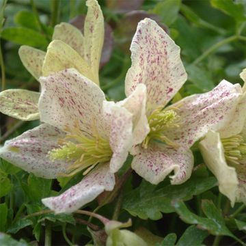 Clematis cirrhosa Winter Parasol - Groenblijvende bosrank