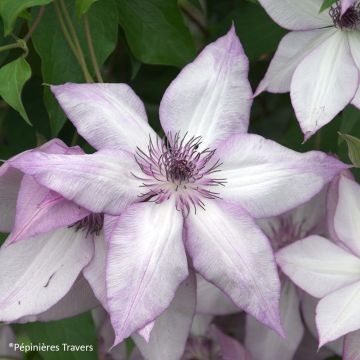 Clematis florida Utopia - bosrank