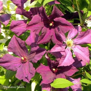 Clematis viticella Polish Spirit - Italiaanse clematis