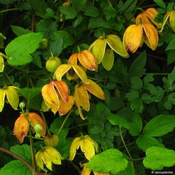 Clematis tangutica Red Ballon - Gouden bosrank