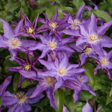 Clematis patens Palette - Bosrank