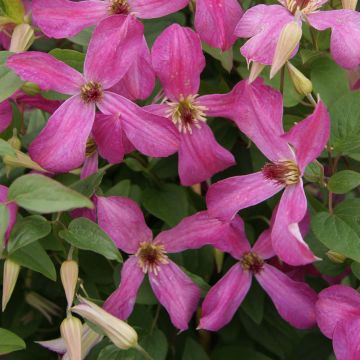 Clematis Wonderful - Italiaanse clematis