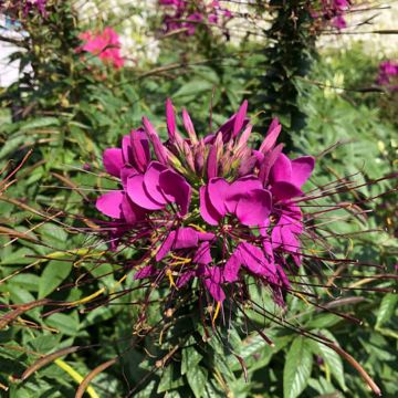Cleome Sparkler 2.0 Paars - Kattensnor
