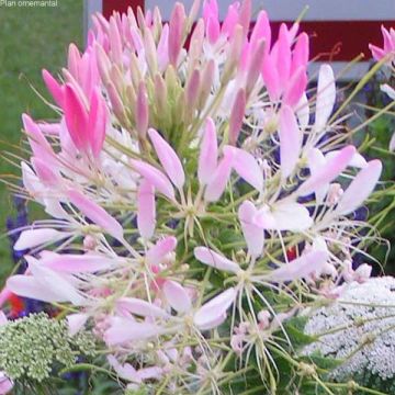 Cleome Sparkler Blush - Kattensnor