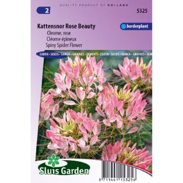 Kattensnor Rose Beauty (zaad) - Cleome spinosa