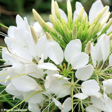 Cleome Sparkler Wit - Kattensnor