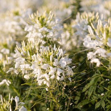 Cleome spinosa Sparkler 2.0 Wit - Kattensnor
