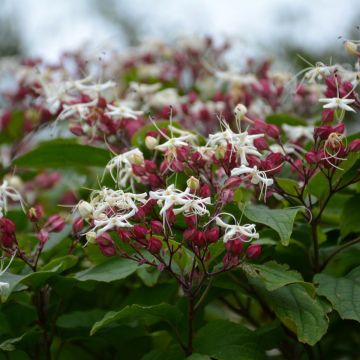 Clerodendrum trichotomum Purple Blaze - Kansenboom