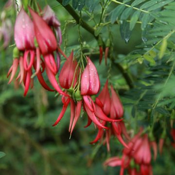 Clianthus puniceus Flamingo - Papegaaiensnavel