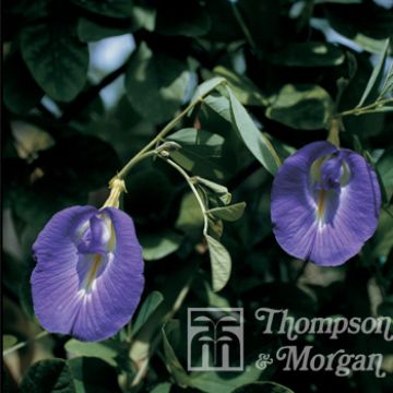 Clitoria ternatea (zaad) - Kittelbloem