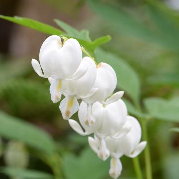 Dicentra spectabilis Alba - Gebroken hartje