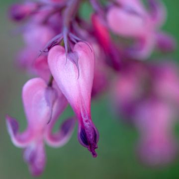 Dicentra Candy Hearts - Gebroken hartje