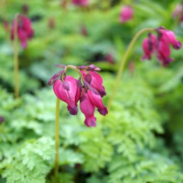 Dicentra King of Hearts - Gebroken hartje