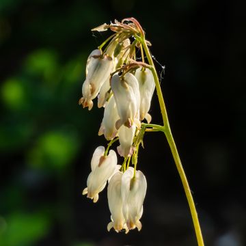 Dicentra formosa Aurora - Gebroken hartje