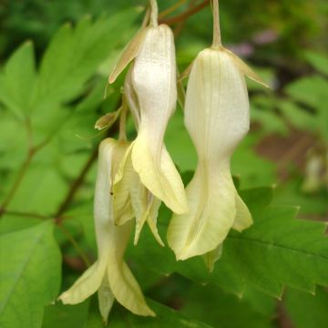 Dicentra macrantha - Gele hartjesbloem