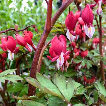 Dicentra spectabilis Valentine - Gebroken hartje