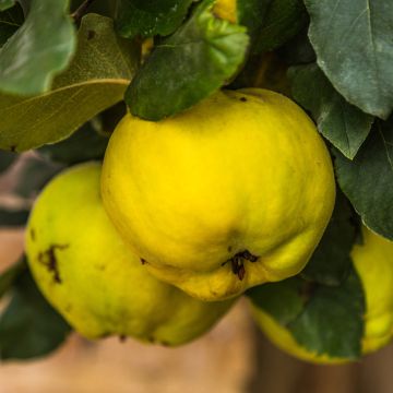 Kweepeer Rea's Mammoth