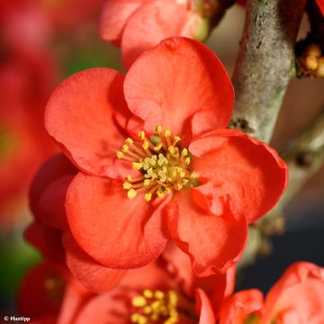 Chaenomeles speciosa Red Kimono - Chinese sierkwee
