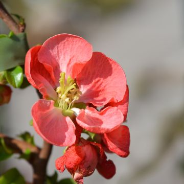 Chaenomeles superba Texas Scarlet - Chinese sierkwee