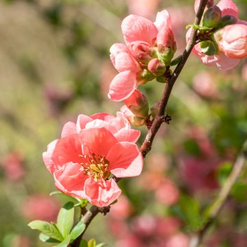 Chaenomeles superba Pink Lady - Chinese sierkwee