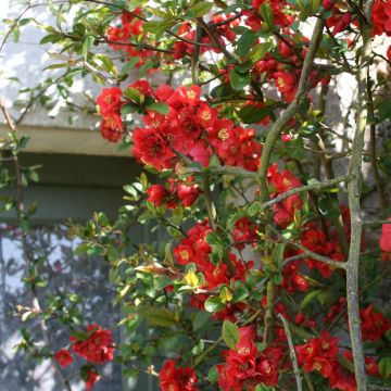 Chaenomeles speciosa Fire dance - Chinese sierkwee