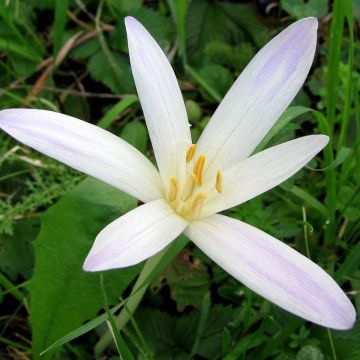 Colchicum autumnale Album - Herfsttijloos