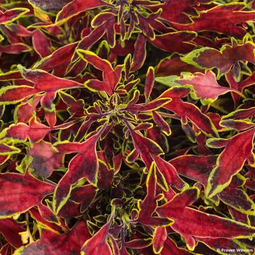 Coleus ColorBlaze Mini Me Watermelon - Siernetel