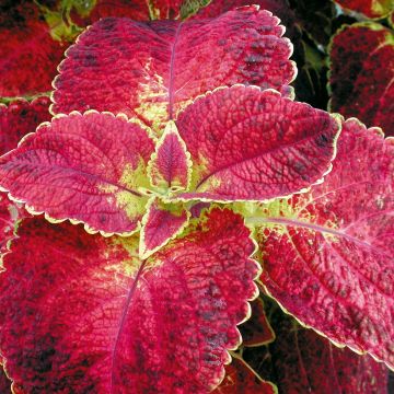 Coleus Copinto Bloody Mary - Siernetel