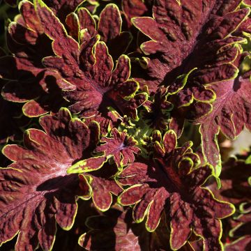 Coleus Copinto Cuba Libre - Siernetel