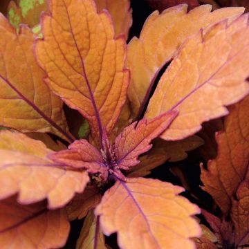 Coleus Copinto Long Island Ice Tea - Siernetel