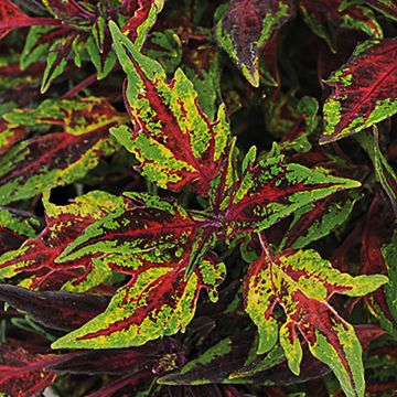 Coleus Chili Pepper - Siernetel