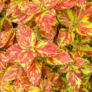 Coleus Golden Freckles - Siernetel