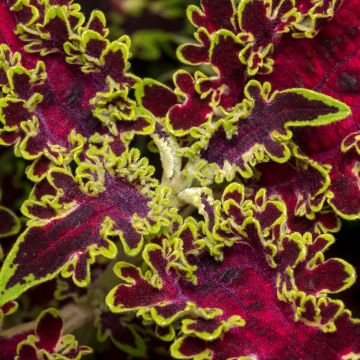 Coleus Limewire - Siernetel