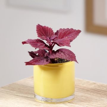 Coleus Second Street - Siernetel