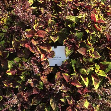 Coleus Pineapple Surprise - Siernetel