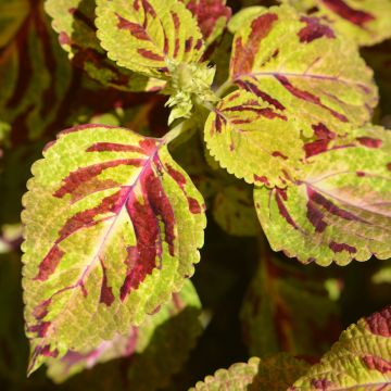 Coleus Premium Sun Mighty Mosaic - Siernetel