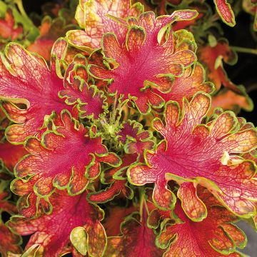 Coleus Ruffles Copper - Siernetel
