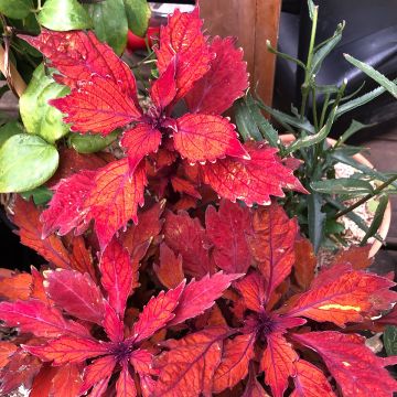 Coleus FlameThrower Habanero - Siernetel