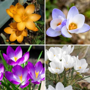 Collectie 115 Botanische Krokussen