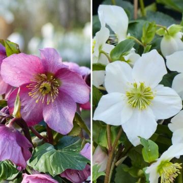Collectie 2 Hybride Helleborus
