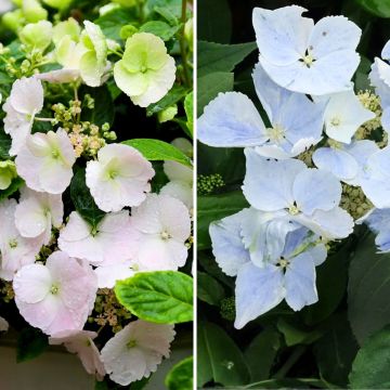 Collectie van 2 interspecifieke hortensia's