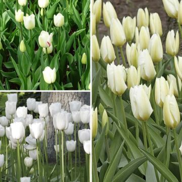 Collectie 2 maanden Witte Tulpen