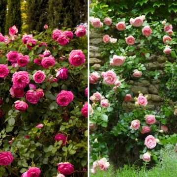 Collectie 2 Roze klimrozen