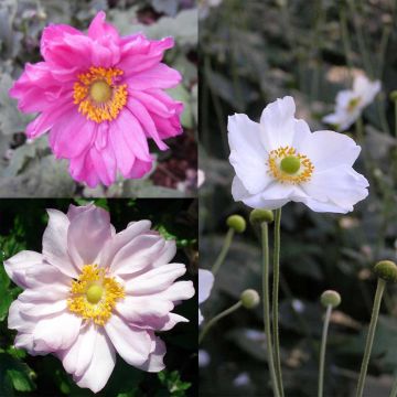 # Collectie 3 Japanse Anemonen