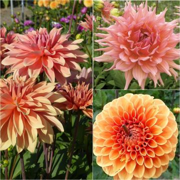Collectie 3 Dahlias voor boeketten, abrikoostinten