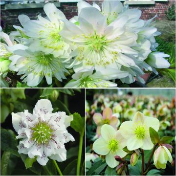 Collectie 3 Witbloeiende Nieskruiden