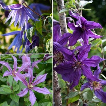 Collectie Winterharde Clematis in blauw-paarse tinten